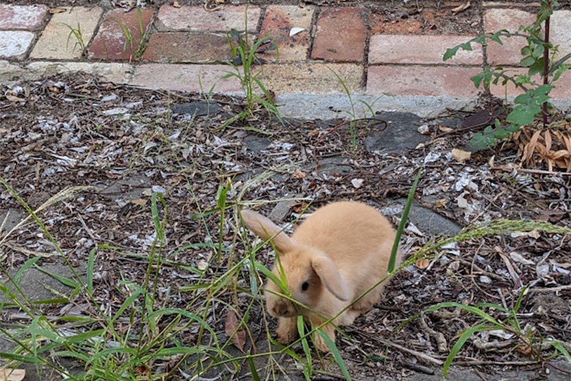 Lost bunny reunited with family