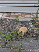 Lost bunny reunited with family