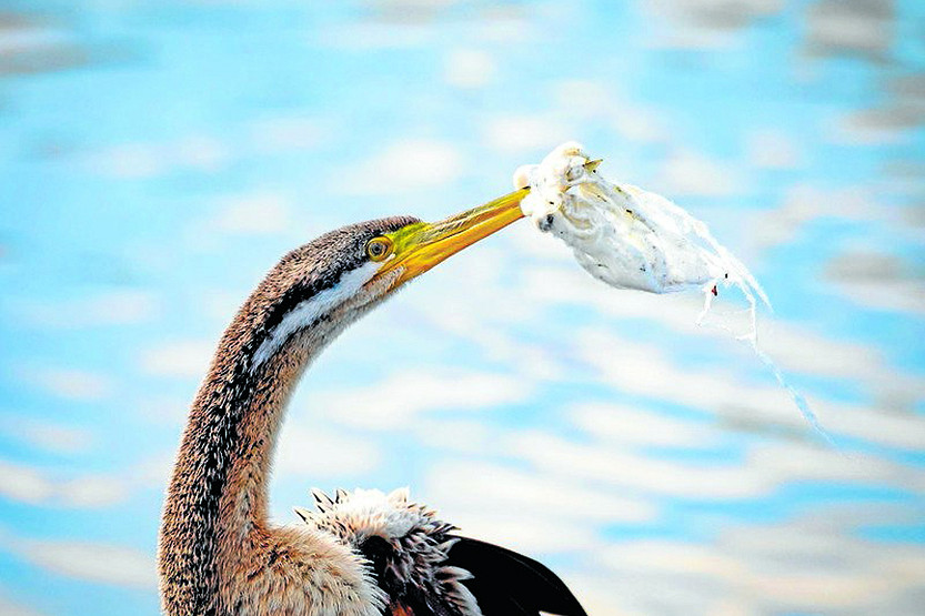 06_Column-Zoo-1.jpg