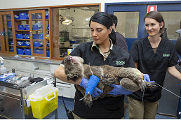 Melbourne Zoo to build new animal hospital