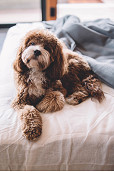 My barista is a cavoodle