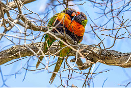 09_Spring-nesting-1.jpg