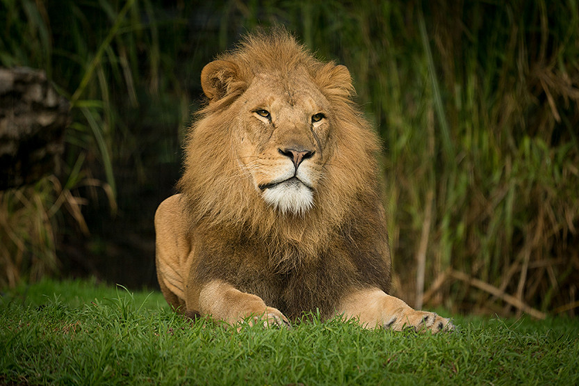 10_column-Melbourne-Zoo-3.jpg