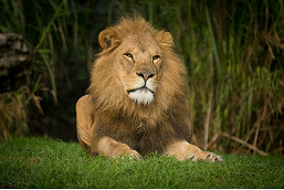 10_column-Melbourne-Zoo-3.jpg