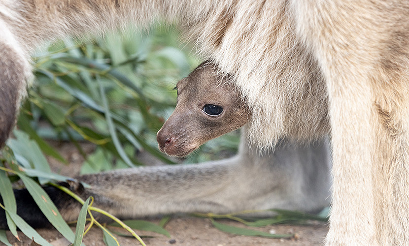 15_Column-Melbourne-Zoo-2.jpg