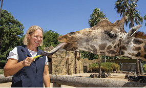 Melbourne Zoo director Michelle Bruggeman resigns