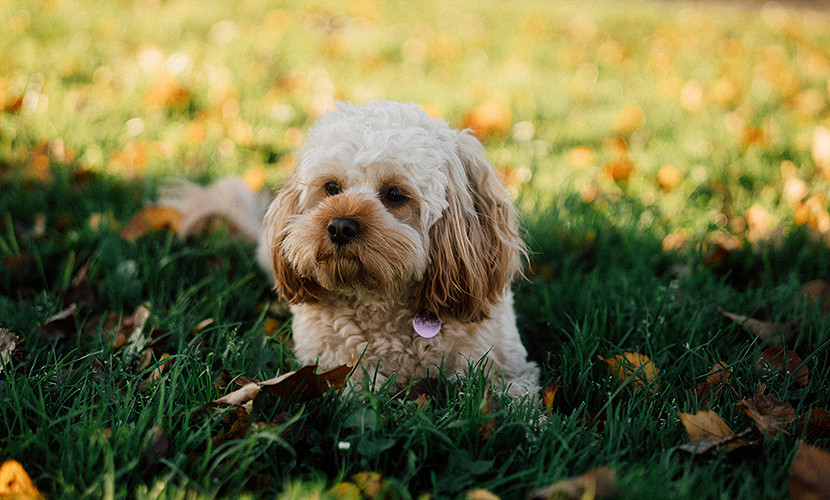 17_DogPark3.jpg