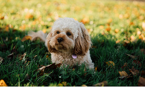 17_DogPark3.jpg