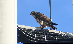 Raptor in Royal Park