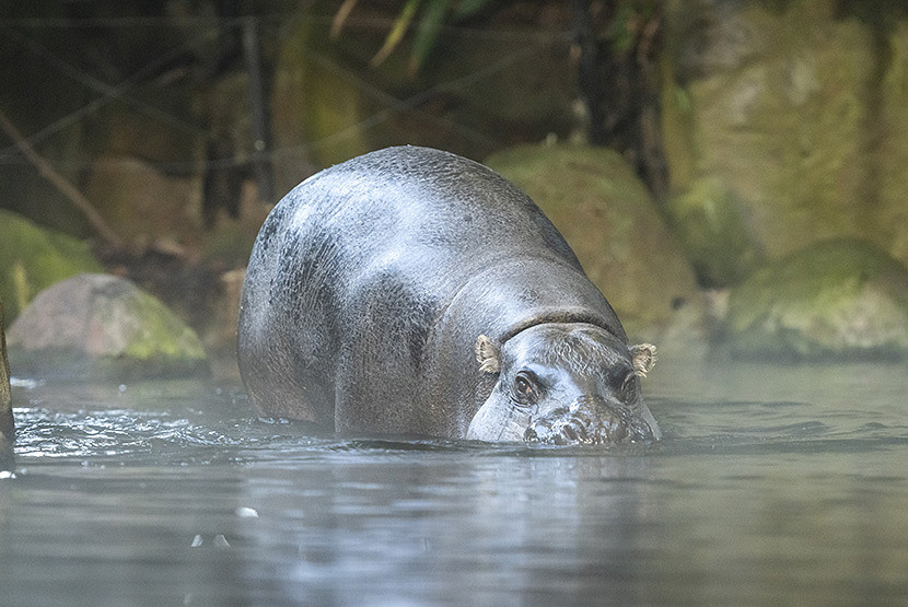 Melbourne Zoo