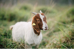 Goats in Royal Park