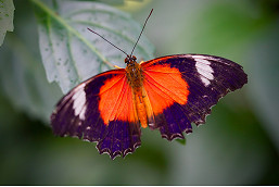 19 Column Melbourne Zoo Red Lacewing Butterfly