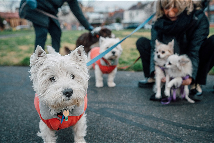 Spike in dog attacks, barking complaints