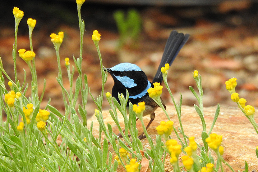 20-Birdwatching-SFW-male-Credit-Lea-Ann-Ledden.JPG