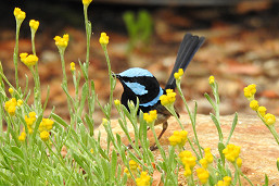 20-Birdwatching-SFW-male-Credit-Lea-Ann-Ledden.JPG