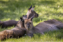 Kangaroos chill out in new bush habitat