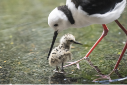 25-Column---Melbourne-Zoo.png
