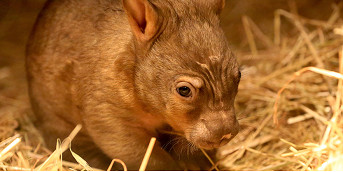 Wombat family warmly welcomes roly-poly joey