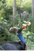 Nifty zip-line delivers dinner on time to Zillie the cassowary