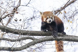 Red pandas don their mittens for winter 