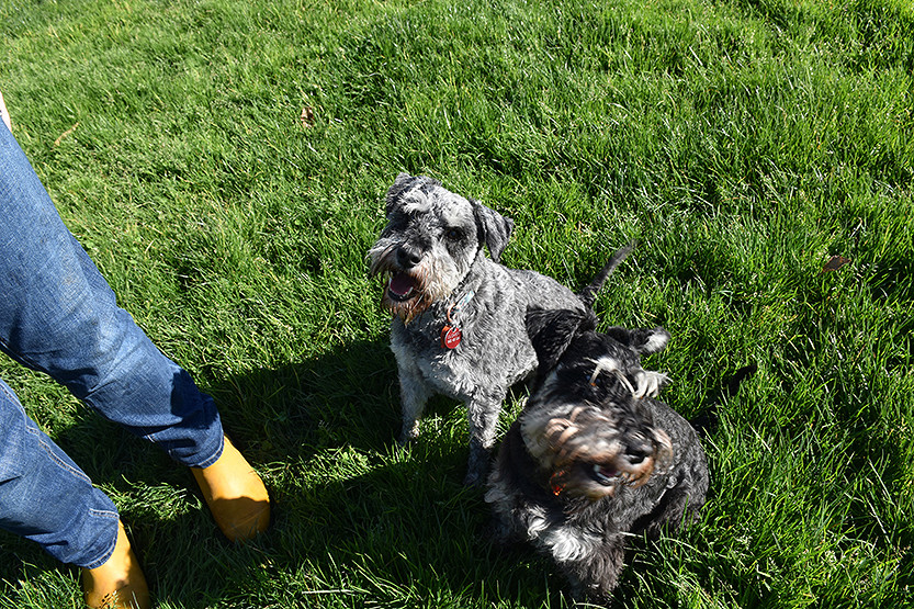 29-Column_-_Pets_Corner-1.jpg
