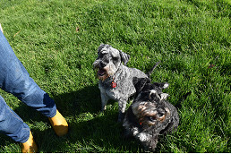 29-Column_-_Pets_Corner-1.jpg