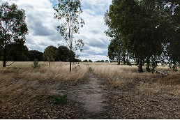 Council elections, Royal Park and “sky-rail”