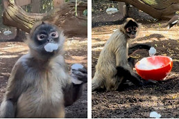 Swingin’ in suds: spider monkeys go wild for bubble bath 