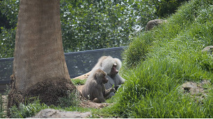 New baboon turning heads 