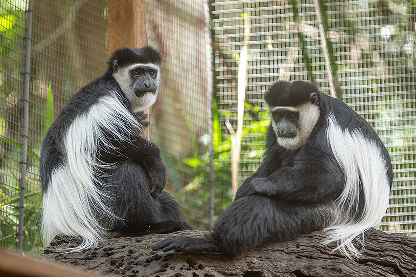 Three’s company with the Melbourne Zoo Colobus crowd