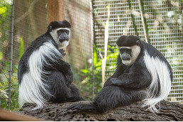 Three’s company with the Melbourne Zoo Colobus crowd
