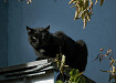 50-Cat-Management-1.jpg