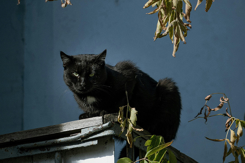 Concerns raised over whether the council’s animal management plan goes far enough