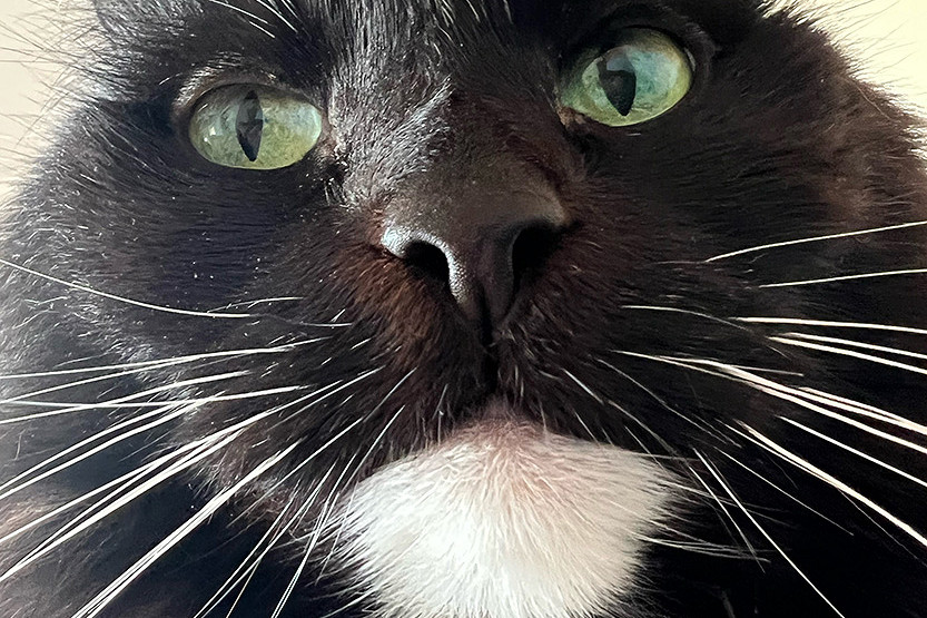 Lights out for our furry friends – City of Melbourne votes for cat curfew