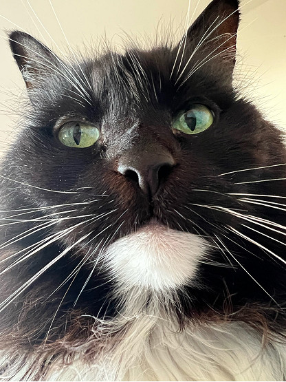 Lights out for our furry friends – City of Melbourne votes for cat curfew