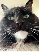 Lights out for our furry friends – City of Melbourne votes for cat curfew