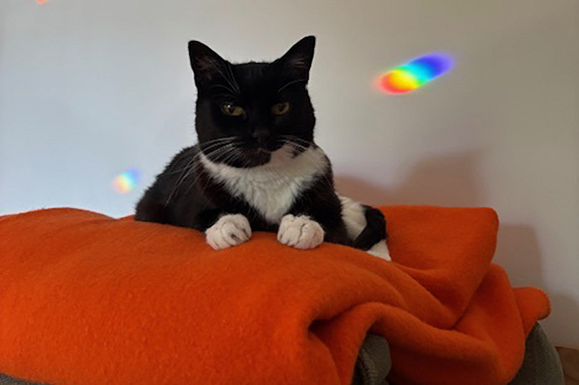 55-Column-Pets-Corner-3.jpg