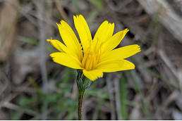 Melbourne votes on a floral emblem as Garden City vision takes root