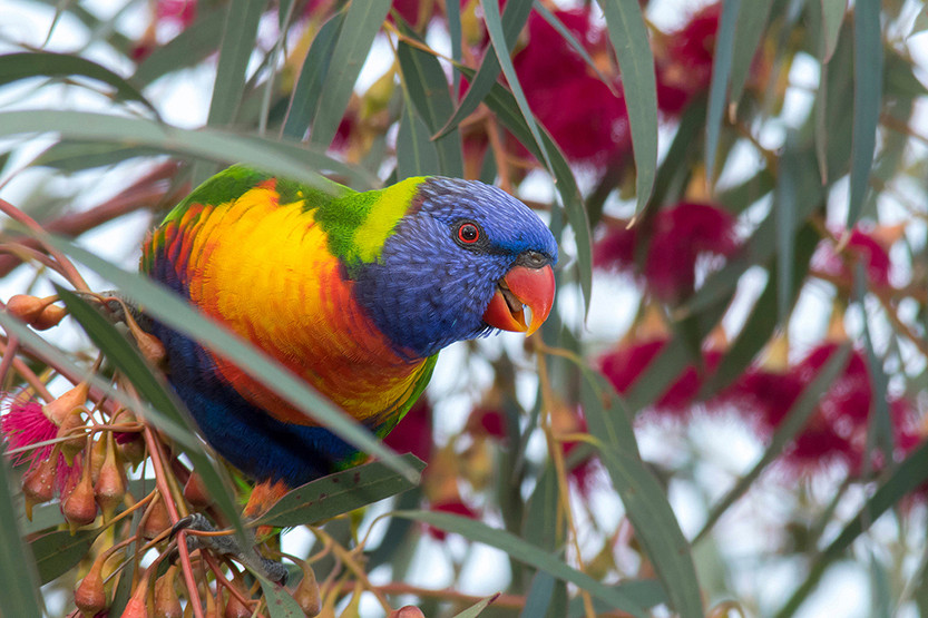 61-Bird-Flu-1.jpg