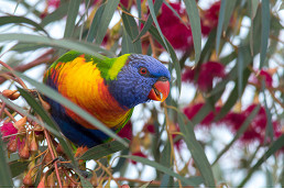 Bird flu threat raises urban wildlife fears