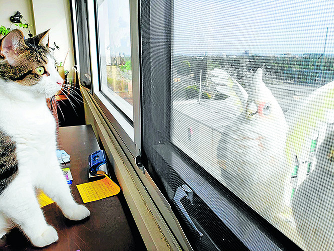 Cockatoos taking over Carlton